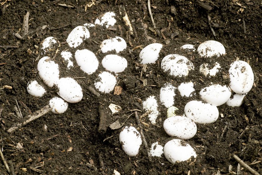 Eier einer Ringelnatter Eier einer Ringelnatter