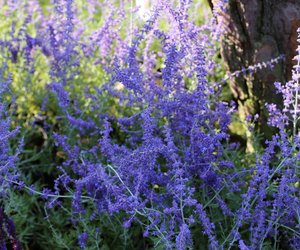 Blauraute: Ist sie giftig? Das solltest du über das Kraut wissen