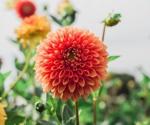 Gut zu wissen: Wann blühen Dahlien?