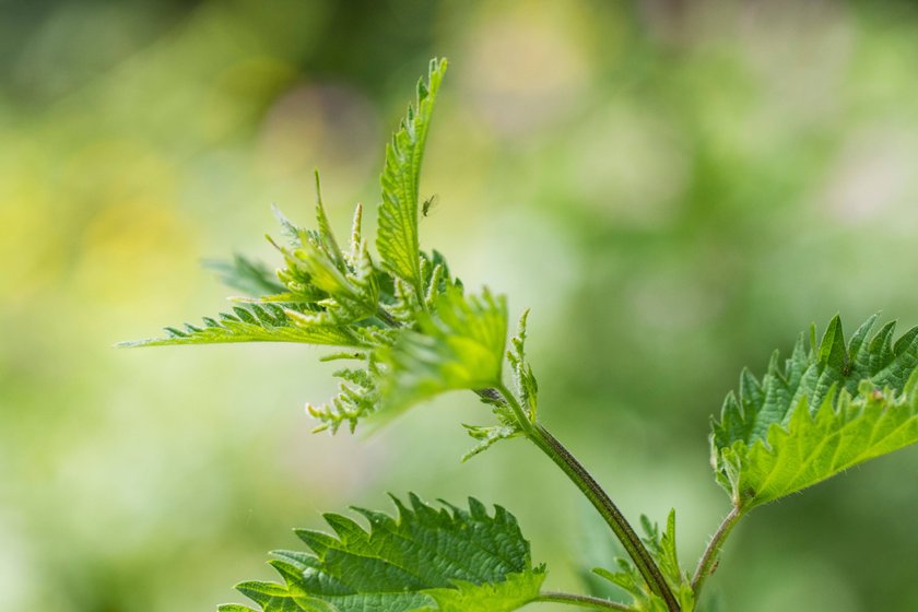 Brennnessel Nahaufnahme Brennnessel Nahaufnahme