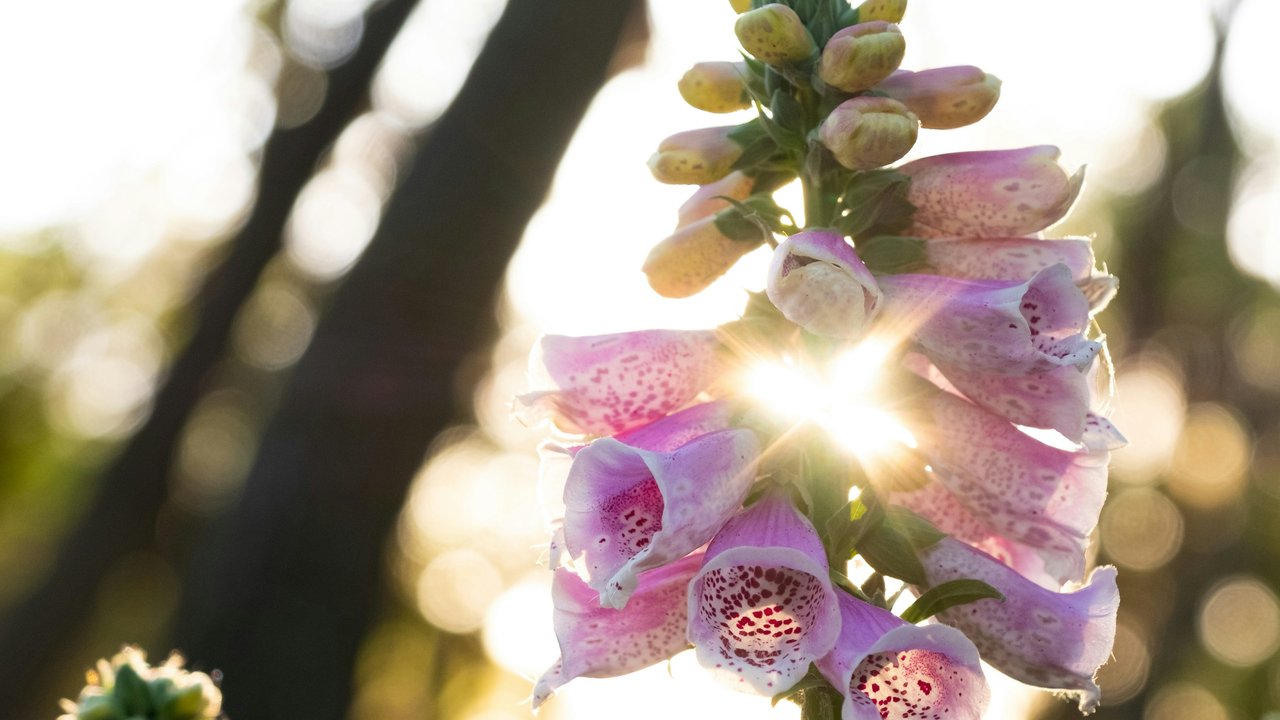 Fingerhut hat besonders schöne Blüten.