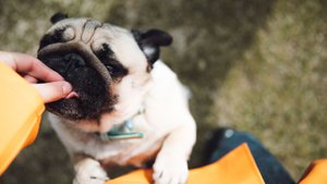 Snacks und Leckerlis für Hunde: Diese Favoriten begeistern jeden Vierbeiner beim Trainieren und Co.