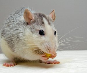 Lebenserwartung: Wie alt werden Ratten?