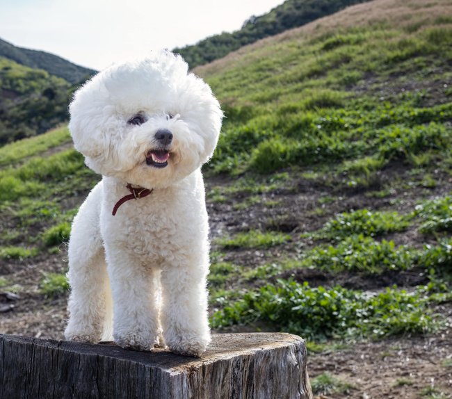 weißer Bichon Frisé mit Hügeln im Hintergrund weißer Bichon Frisé mit Hügeln im Hintergrund