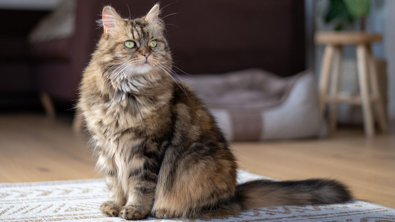 Maine-Coon-Katzen gehören zu den größten Katzen der Welt. Maine-Coon-Katzen gehören zu den größten Katzen der Welt.