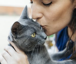 Die 7 eifersüchtigsten Katzenrassen der Welt