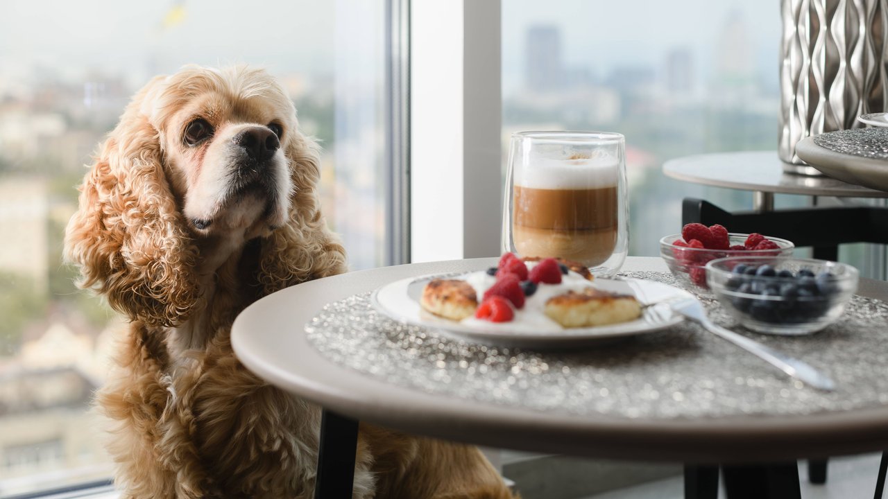 Hunde dürfen Blaubeeren essen. Hunde dürfen Blaubeeren essen.