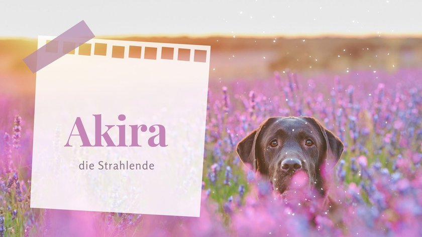 Die putzigsten weiblichen Hundenamen: Akira