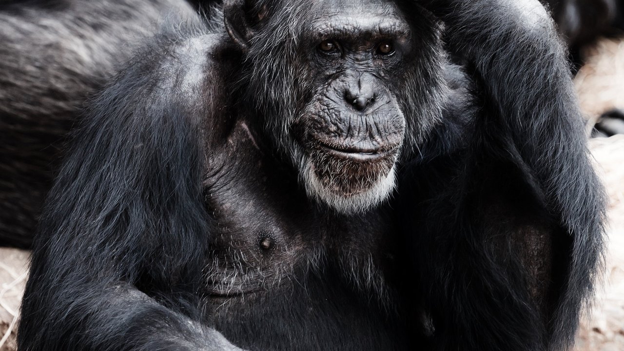 Primaten sind uns Menschen sehr ähnlich.