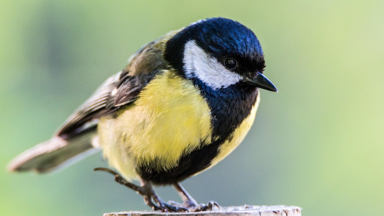 Meisen sind gern gesehene Gäste in Gärten. Meisen sind gern gesehene Gäste in Gärten.