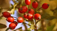 Hagebutte in der Schwangerschaft: Das sollten Schwangere über die Früchte wissen