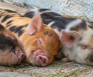 Wie lange leben Schweine? Die Haltung macht den Unterschied