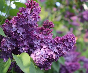 Wann sollte ich Flieder schneiden wie gehe ich dabei vor?