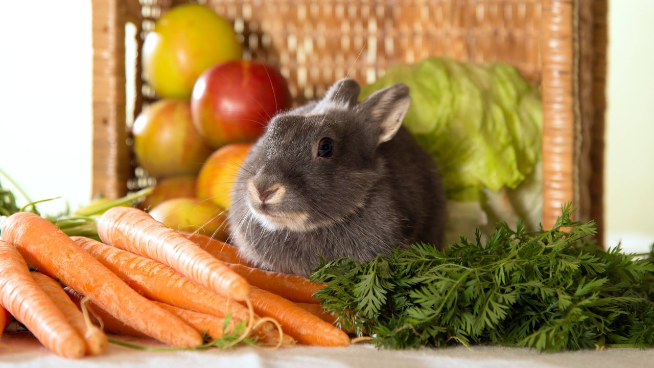 Bei Kaninchen stehen Obst und Gemüse ganz oben auf der Einkaufsliste. Bei Kaninchen stehen Obst und Gemüse ganz oben auf der Einkaufsliste.