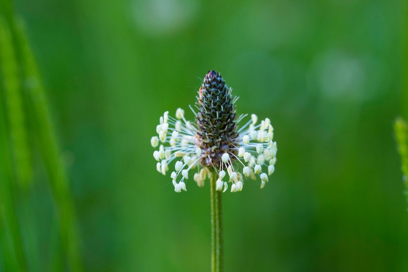 Blüte eines Spitzwegerichs Blüte eines Spitzwegerichs