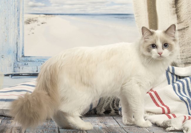 Ragdoll cat indoors PUBLICATIONxINxGERxSUIxAUTxONLY Copyright: Jean-MichelxLabat 12479660 Ragdoll cat indoors PUBLICATIONxINxGERxSUIxAUTxONLY Copyright: Jean-MichelxLabat 12479660