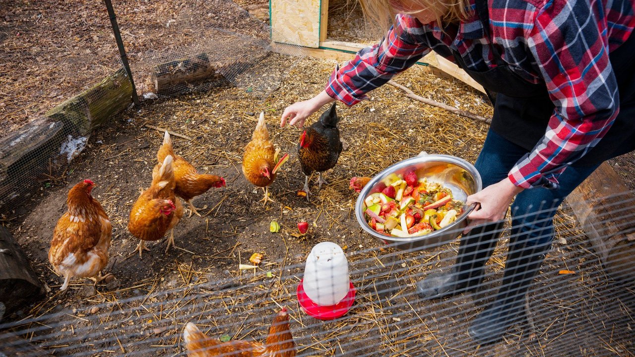 Hühner lieben Frischkost.