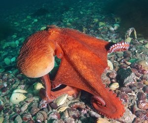 Ein echter Meeresgigant: Das ist der größte Oktopus der Ozeane