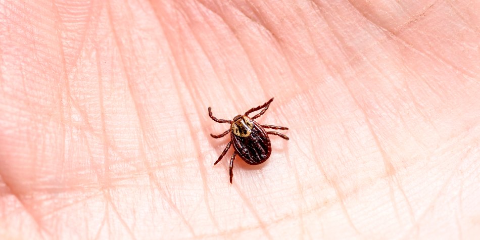Borreliose Borreliose