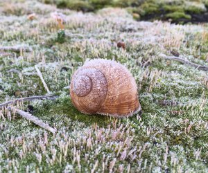 Schnecken im Winter: Wie sie überwintern und sich schützen
