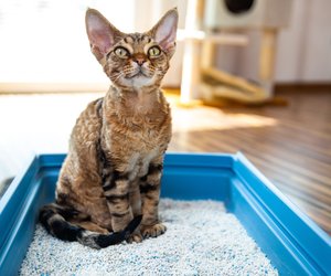 Katzenstreu-Matte: Diese 5 Modelle wird eure Fellnase lieben