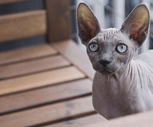 Wie hoch ist die Lebenserwartung bei einer Sphynx Katze?