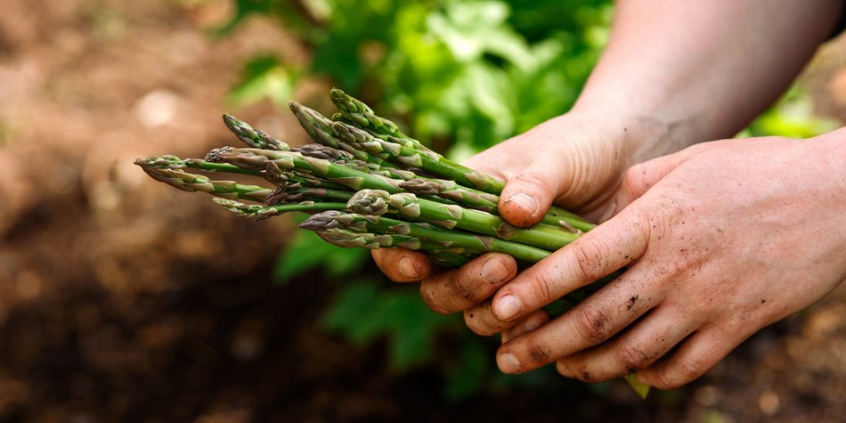 Spargel im Check: So gesund ist das Stangengemüse wirklich Spargel im Check: So gesund ist das Stangengemüse wirklich