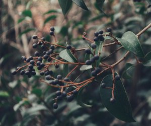 Verdächtig oder harmlos: Ist Liguster giftig?