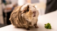 Ist Sellerie für Meerschweinchen bekömmlich?