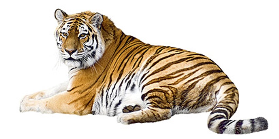 Chinesisches Sternzeichen Tiger Chinesisches Sternzeichen Tiger