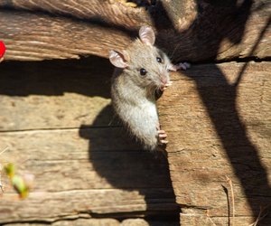 Mäuse als Haustiere: Sind sie für Kinder geeignet?