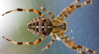 Anti-Spinnen-Hack: Mit diesen 5 Tricks kannst du dich sorglos in deinen Keller trauen