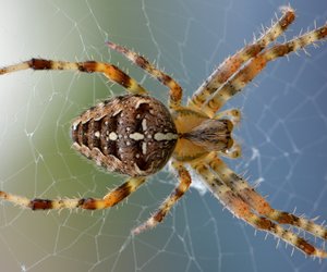 Diese 5 einfachen Tricks halten Spinnen aus deinem Keller fern