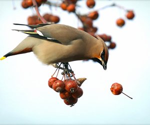 Ist Weißdorn giftig? Alles, was du dazu wissen musst