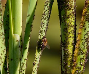 Rettung für Pflanzen: Mit diesen 5 Hausmitteln verschwinden Blattläuse