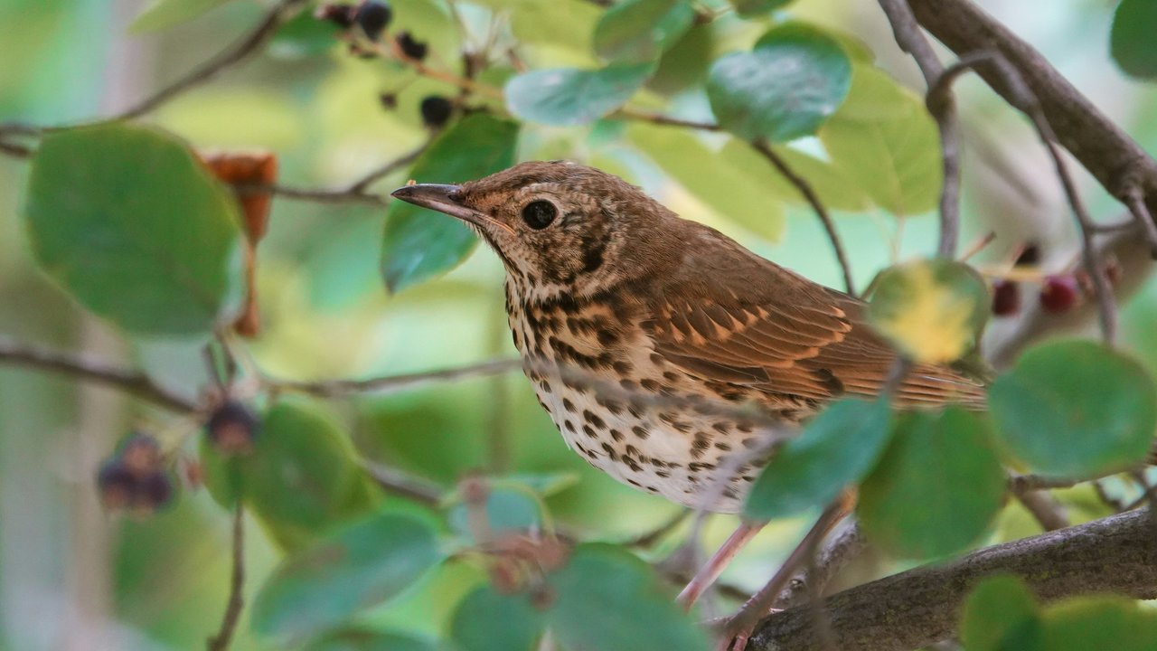 Eine Drossel versteckt sich im Baum. Eine Drossel versteckt sich im Baum.