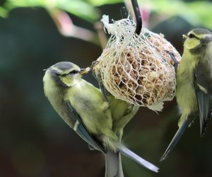 Was fressen Meisen und warum mögen sie eigentlich Knödel?