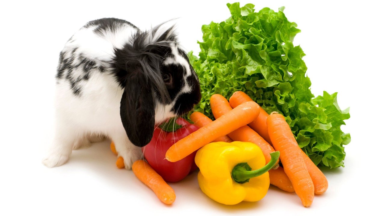 Ist dieses bunte, reiche Angebot für Kaninchen wirklich in Ordnung? Ist dieses bunte, reiche Angebot für Kaninchen wirklich in Ordnung?