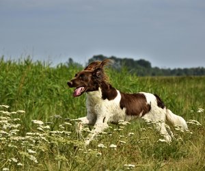 Lebenserwartung des kleinen Münsterländers: So alt wird die Hunderasse