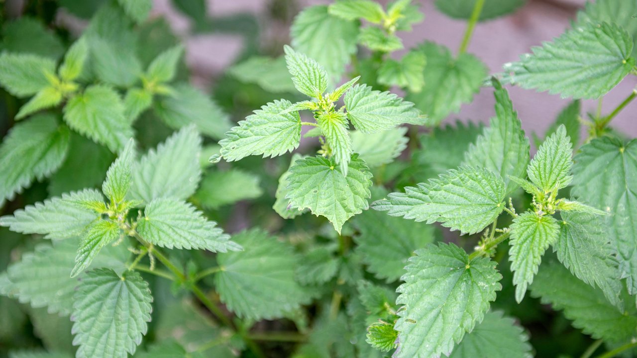 Für eine reiche Ernte kannst du dir einen guten Dünger ganz einfach herstellen.