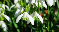 Schneeglöckchen: Sind die Vorboten des Frühlings giftig?
