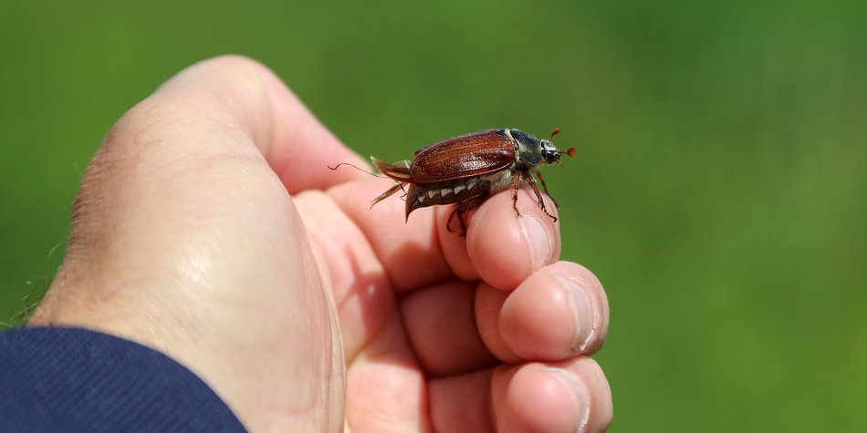 Was essen Maikäfer und warum fliegen sie nur im Mai? Was essen Maikäfer und warum fliegen sie nur im Mai?