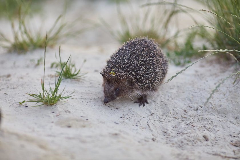 Cute common hedgehog on a stump in spring or summer forest during dawn. Young beautiful hedgehog in natural habitat outdoors in the nature. Cute common hedgehog on a stump in spring or summer forest during dawn. Young beautiful hedgehog in natural habitat outdoors in the nature.