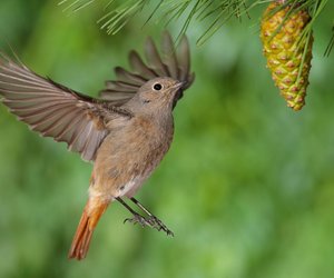 Was fressen Rotschwänzchen und wie kommen sie durch den Winter?
