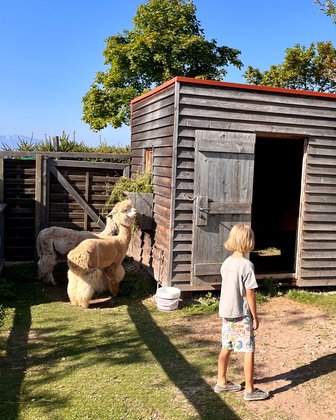 Parkhotel Holzner: Alpakas und Hasen Parkhotel Holzner: Alpakas und Hasen