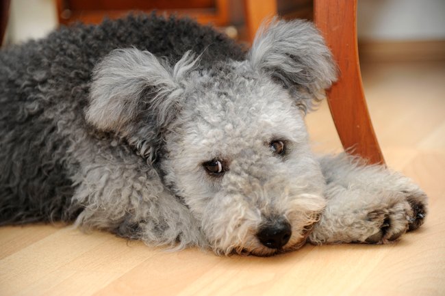 grauer Pumi-Hund liegt auf Parkett grauer Pumi-Hund liegt auf Parkett
