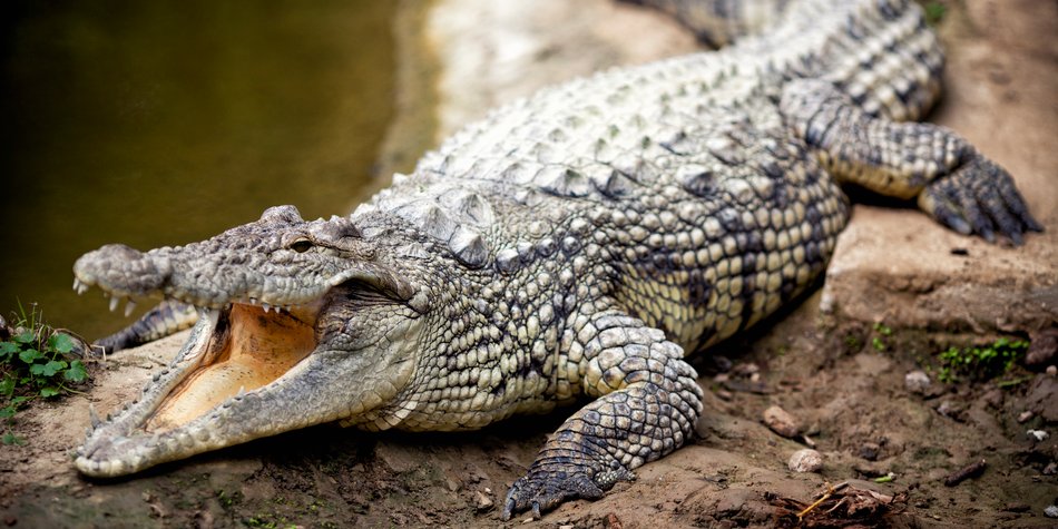 Wo leben Krokodile? Die Lebensräume der großen Reptilien Wo leben Krokodile? Die Lebensräume der großen Reptilien