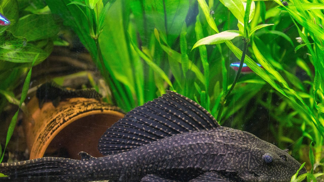 Im Aquarium fristen Panzerwelse ein schonenderes Leben und werden oftmals älter als in der Natur. Im Aquarium fristen Panzerwelse ein schonenderes Leben und werden oftmals älter als in der Natur.