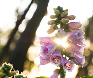 Vorsicht im Garten: Ist der Fingerhut giftig?