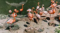 Wo leben Flamingos und warum stehen sie auf einem Bein?